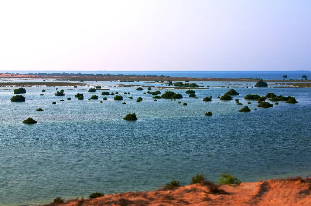 Movers and packers in Umm Al Quwain - calm lagoon and mangroves